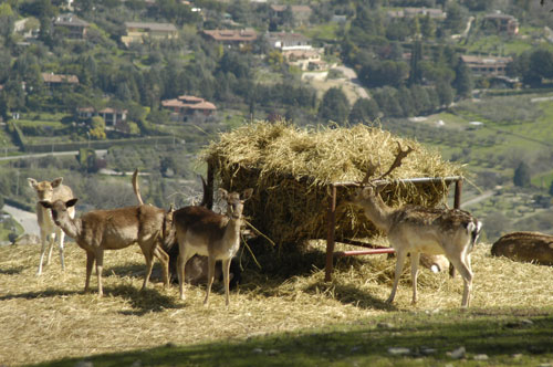 daini citta della domenica perugia