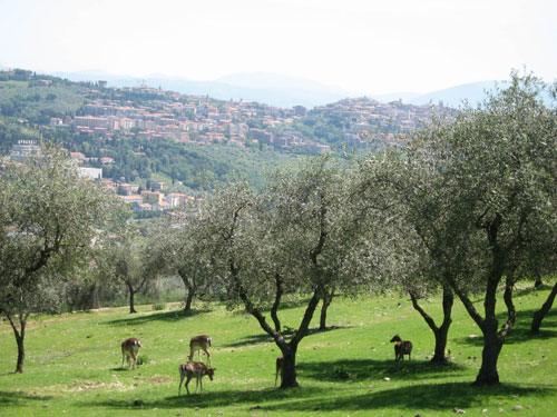 città della domenica a perugia: daini al pascolo