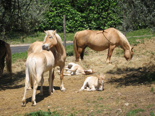 cavalli con puledri alla citta della domenica in umbria