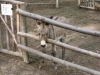 Animali al parco avventura in Valnerina